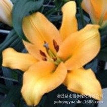 릴리 품종 볼 새싹과 배송 된 멀티 컬러 향수 릴리 볼 실내 화분에 릴리 묘목, 노란색, 릴리 볼 수입