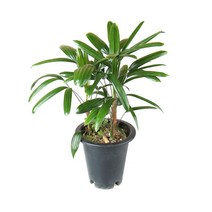 갑조네 관음죽 중품 공기정화식물