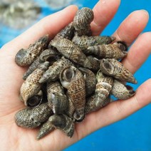 전복마을 바다 다슬기(갯고동)1kg, 바다다슬기(갯고동) 1kg, 1개