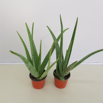 [해피그린 화원] 가정 상비약 알로에 알로애 소형 세트 행사 119 농원