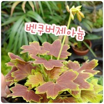꽃나라엘리스 벤쿠버제라늄-꽃말은 그대가 있어 행복합니다
