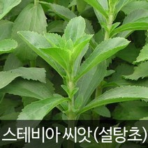 스테비아 씨앗 허브씨앗 종자 stevia herb seed 50알, 1개