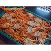 포항구룡포 산지직송 찐 연지홍게 박달게급 3kg 10미 내외 (수율 80~90%)