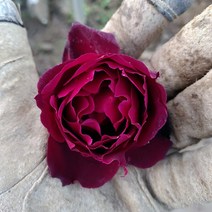 [새싹에서 나무까지] 사계줄장미(오클라호마)흑장미_붉은장미_빨간장미 1주