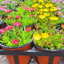 [이삽저삽]미니송엽국모종(4개/칼라포트)다년생 야생화 사철채송화 4색상/ 빨강 노랑 분홍 흰색 (색상 선택), 빨강(4개/칼라포트)