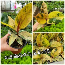 쉬즈베리아나 고무나무 오리지널 특랜덤 공기정화식물/미세먼지/공기정화효과 공기정화식물