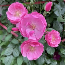 사계덩쿨장미-안젤라 키100cm 포트묘 개화주, 1개