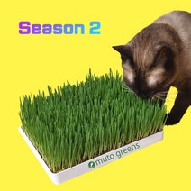[캣그라스흙] [시즌2] 뮤토 점보 캣그라스 생화 (대용량) 고양이 풀 강아지 풀 도그그라스, 귀리
