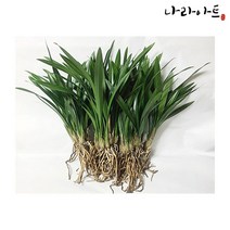 나라아트 산천보세 (4-5촉) 동양난 동양란 난, 1.산천보세(4-5촉)
