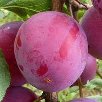[충북농원] 퍼플퀸 자두 묘목 - 접목1년생특묘, 단품