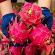 영화청과 특급 베트남 용과 3kg 열대과일 먹는법, 상세페이지 참조, 상세페이지 참조, 상세페이지 참조