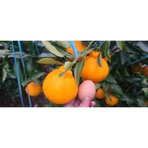 제주농장 한라봉 대과 혼합 선물용 가정용 3kg 5kg 명절선물세트, 1.혼합3kg 가정용