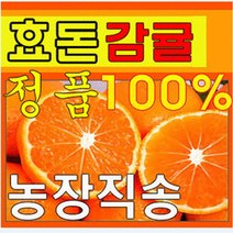제주효돈감귤(농협납품) 5kg-당일선별배송, 10kg(중간귤)(S,M,L)