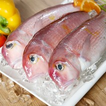 아라온 제주 옥돔 [1kg] 제주도 산지직송 생선구이 특산물 크기별 모음, 옥돔(150g X 5팩)