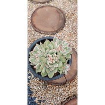 팅커벨 메비나 금