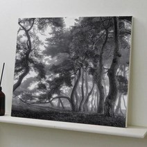 캔버스액자53x45.5 흑백소나무.꾸밈