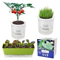 제라늄 키우기 방울 토마토 식물 키트 상추 씨앗 모종 새싹 보리 바질 꽃 공심채 다이소, 1. 식물키트, 1-12. 고기친구 투톤텃밭세트