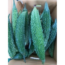 여주 1KG 생여주 2023년 비터멜론, 1개