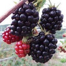 특가세일 블랙베리(슈퍼복분자)묘목 2년 5개