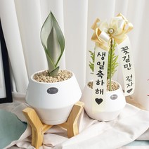 우주선 화분 문샤인산세베리아 율마선택 - 공기정화식물 개업 임신 승진 집들이 축하, 율마, 1개