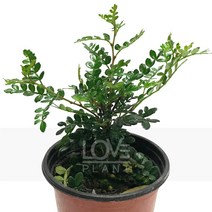 향초목(산초)-향신료/야생화/소관목