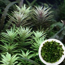 피알피쉬 무균 배양수초 뉴 오란다 플랜트 (중경 후경 수초)