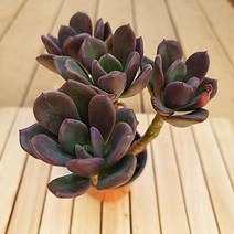 레즐리 다육이 진분홍의 잎장 다유기 예쁜다육4-40, 단품