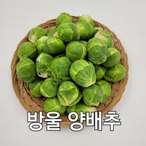 방울양배추 제주도 미니양배추 500g 발품장터