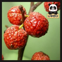 (나무판다) 접목꾸지뽕나무 묘목 - 접목1년 결실주, 1.접목꾸지뽕 접목1년