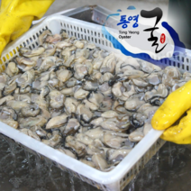 [프레시퍼스트] 통영 햇굴 생굴 깐굴 굴 1kg 2kg 3kg, 생굴(깐굴) 2kg