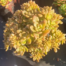 [수암다육] 쿠스피다툼 철화 랜덤발송 Sedum cuspidatum f. cristata 다육 다육이 다육식물 307 커스피다텀 커스피닷컴