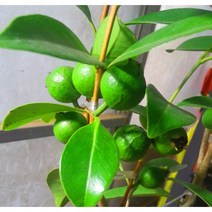 [이삽저삽]구아바나무 화분2개 (키50-60cm내외/5치화분포함)노랑구아바열매 열대과일나무묘목 식용.약용식물 비타민C 엽산함유 관상용