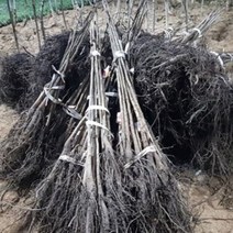 호두나무 2년생 묘목 1주 접목 모종 모나무 원예 나무, 본상품선택