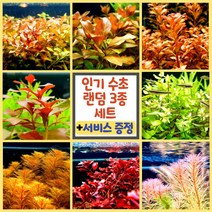 [미초 서비스증정] 키우기 쉬운 초보수초 랜덤 3종 세트 [약 10촉] + 서비스 증정/ 수초 세트 / 열대어 수초 / 어항 수초