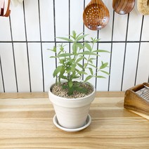1+1 레몬버베너 키친허브 화분 세트 애플민트 딜 바질 베란다 텃밭 허브 키우기, H05.레몬버베너, H13.체리세이지