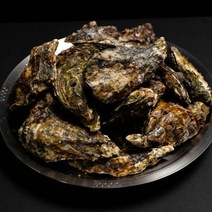 일반굴보다 3배이상 큰 삼배체굴 국내산, 2kg, 1개