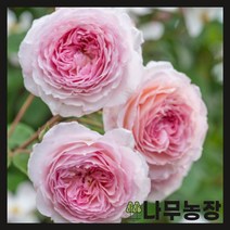 (나무농장) 영국장미(데이비드오스틴)(제임스 갤웨이)줄장미