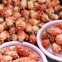 경상도수산 싱싱한 통영 제철 활멍게2kg(중 대), 1개