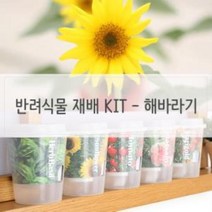 SE 키우기 쉬운 반려 식물 미니 화분 재배 세트 해바라기 거실 실내, 단품