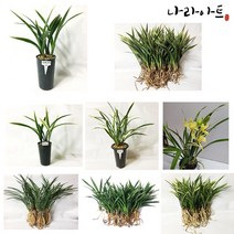 나라아트 동양란 모음, 11. 천금(3-4촉), 1개
