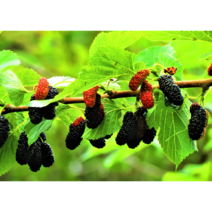 [농업의 신]슈퍼오디나무 묘목 접목1년 특묘 최신품종 대심오디