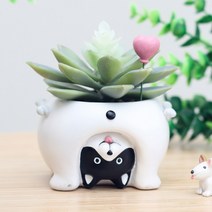 다육이화분 루고 거꾸로 보는 세계 시리즈, 곰돌이
