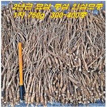 2년근 종삼 묘삼 인삼 재배용 1차 750g 300-400종 수경용 토경용 새싹인삼 키우기 수경재배기