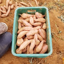 태안 안면도 호박고구마(특) 5kg10kg, 5kg