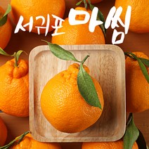 서귀포 첫수확 당도선별 고당도 한라봉 5kg 10kg, 한라봉 10kg 특대과(18-24과)가정용