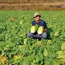 (예약중)유기농 절임배추/10kg/무료배송, 1)11월5일 토요일