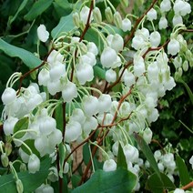 제노비아 은방울꽃나무 15cm 화분 신품종