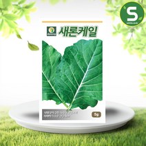 솔림텃밭몰 케일씨앗 5g 새론케일 쌈채소 잎채소 샐러드채소, 1개