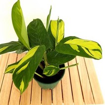 모자이크 키우기 쉬운 실내 도매 화훼 시장 희귀 식물, 단품