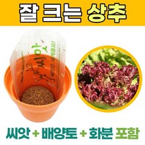 아파트 상추키우기 베란다 집에서 상추 모종 심기 씨 씨앗 야채 채소 기르기 꽃상추 키우기